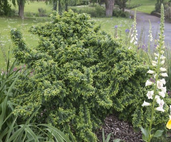 Zwerg-Ulme (Ulmus minor 'Jacqueline Hillier')