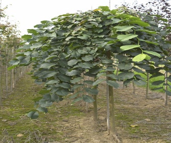  Trauerweide (Ulmus glabra 'Pendula')