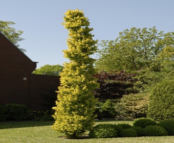 Goldulme (Ulmus hollandica 'Wredei')