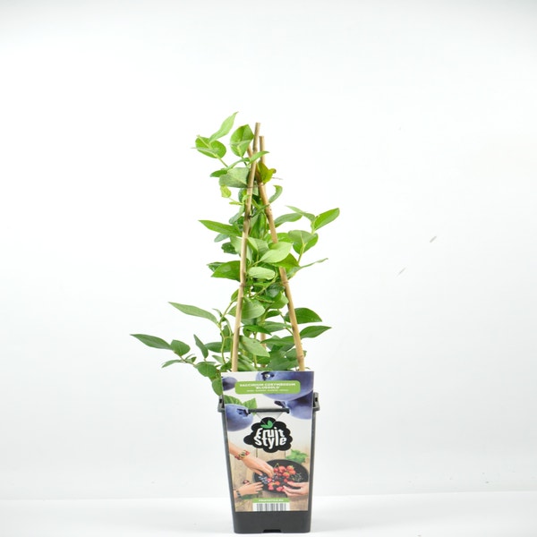 Vaccinium corymbosum ‘Bluegold’ 40/50 cm