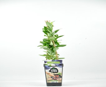 Heidelbeere (Vaccinium corymbosum ‘Emblue’)