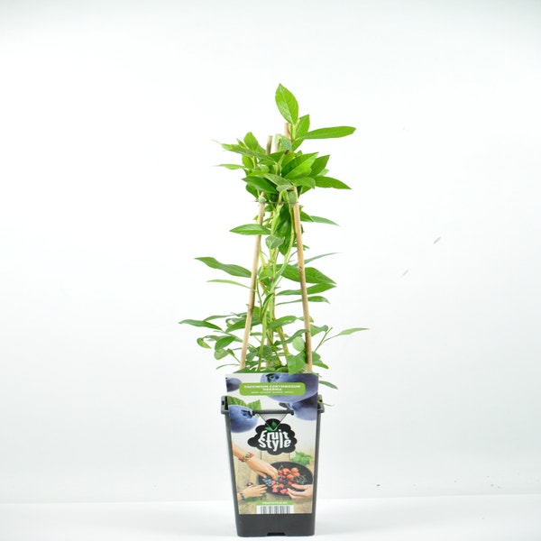 Vaccinium corymbosum ‘Heerma’ 40/50cm