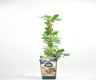 Blaue Heidelbeere (Vaccinium corymbosum 'North Country')