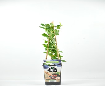 Heidelbeere (Vaccinium corymbosum ‘Northland’)