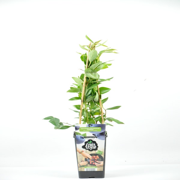 Vaccinium corymbosum ‘Pioneer’ 40/50cm