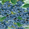 Heidelbeere (Vaccinium corymbosum 'Goldtraube')