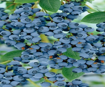 Heidelbeere (Vaccinium corymbosum 'Goldtraube')
