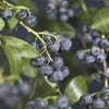 Amerikanische Heidelbeere (Vaccinium corymbosum 'Jersey')