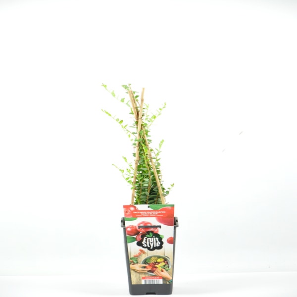 Vaccinium Macrorampom 'Early Black' 40/50cm