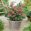Heidelbeere (Vaccinium corymbosum 'Pink Berry')