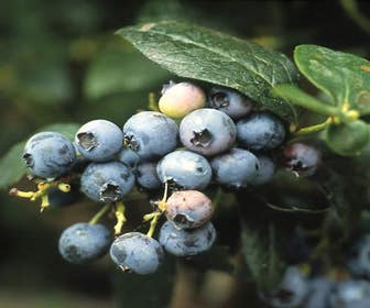 Heidelbeere (Vaccinium corymbosum)