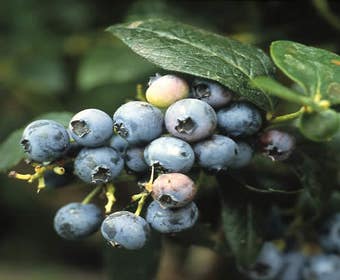 Heidelbeere (Vaccinium corymbosum)