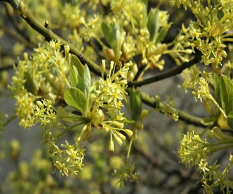 Sassafras (Sassafras albidum)