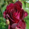 Trosrose (Rosa 'Burgundy Ice')