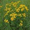 Rainfarn (Tanacetum vulgare)