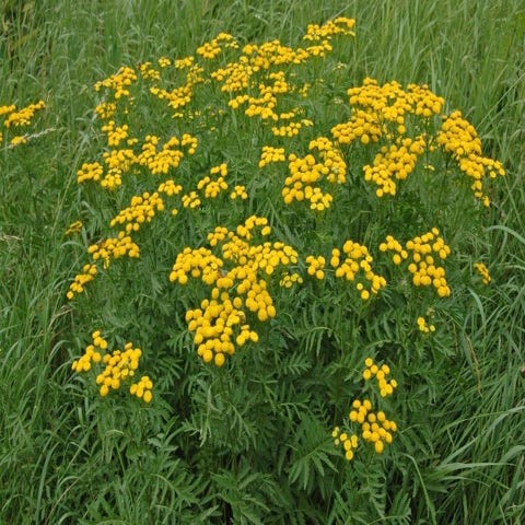 Rainfarn (Tanacetum vulgare)