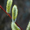 Waldweide, Wald-Weide (Salix caprea)