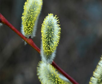 Waldweide, Wald-Weide (Salix caprea)