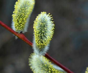 Waldweide, Wald-Weide (Salix caprea)