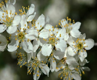 Schlehdorn, Waldgrün (Prunus spinosa)
