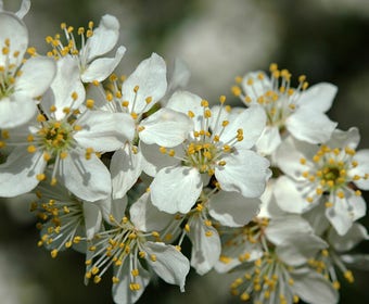 Schlehdorn, Waldgrün (Prunus spinosa)