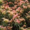Steinheide (Pieris japonica)