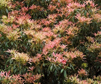 Steinheide (Pieris japonica)