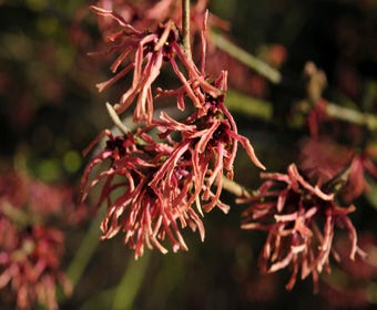 Zaubernuss (Hamamelis intermedia 'Ruby Glow')