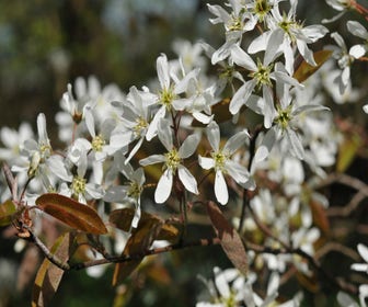 Krentenbaum (Amelanchier arborea 'Robin Hill')