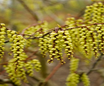 Schwanzstern (Stachyurus praecox)