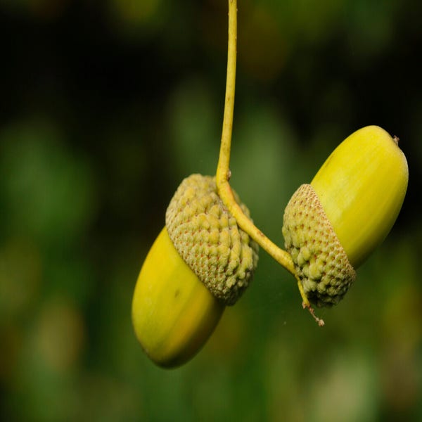 Große Stieleiche (Quercus robur)