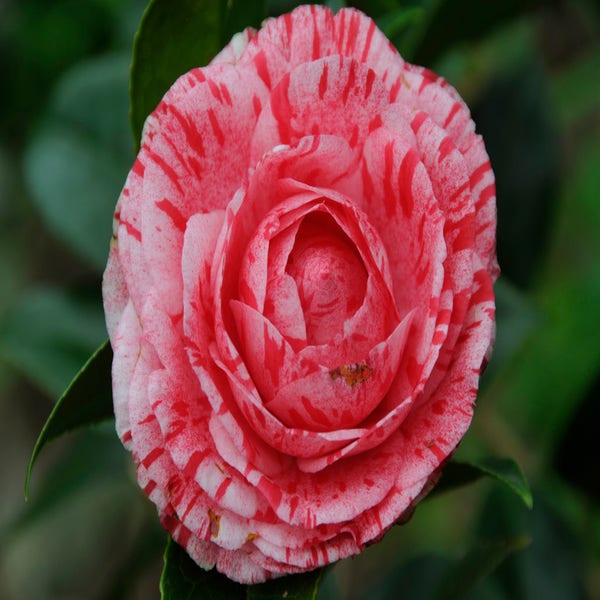Camelie als Leitform (Camellia japonica 'Giuseppe Traverso')