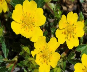 Gänsefingerkraut (Potentilla neumanniana)