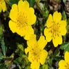 Gänsefingerkraut (Potentilla neumanniana)