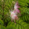 Persischer Seidenbaum (Albizia julibrissin)
