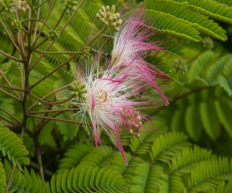 Persischer Seidenbaum (Albizia julibrissin)