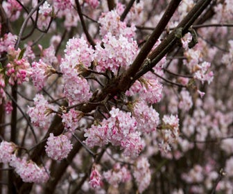 Schneeball (Viburnum bodnantense 'Dawn')