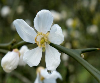 Dreiblättrige Zitrone (Poncirus trifoliata)