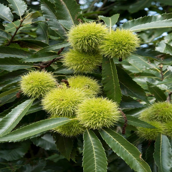Echte Kastanie, Waldpflanzung (Castanea sativa)