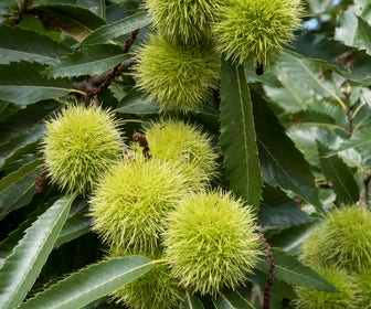 Echte Kastanie, Waldpflanzung (Castanea sativa)