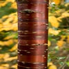 Tibetische Zierkirsche (Prunus serrula)