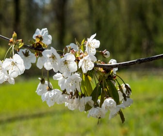 Süße Kirsche, Waldgrün (Prunus avium)