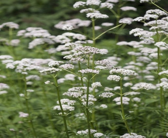 Gewöhnlicher Baldrian (Valeriana officinalis)