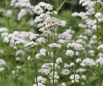 Gewöhnliche Baldrian (Valeriana officinalis) Bio