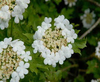 Gelderse Rose (Viburnum opulus)