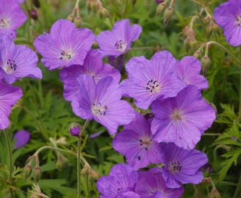 Storchschnabel (Geranium pratense 'Spinners')