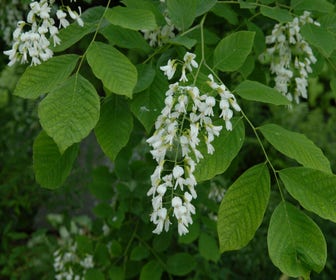Gelbholz als Strauch (Cladrastis kentukea)