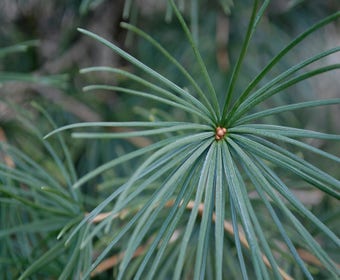 Japanische Schirmpinien (Sciadopitys verticilata)