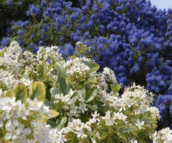 Amerikanische Traubenkirsche (Ceanothus 'Blue Sapphire')