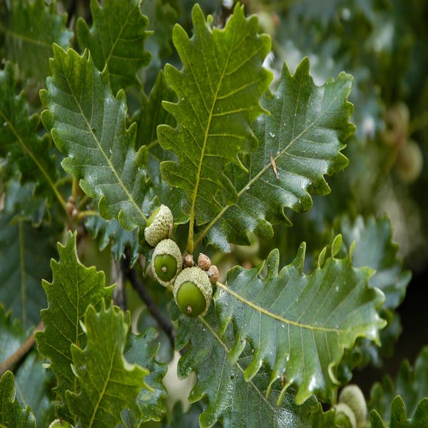Wintereiche, Waldgrün (Quercus petraea)